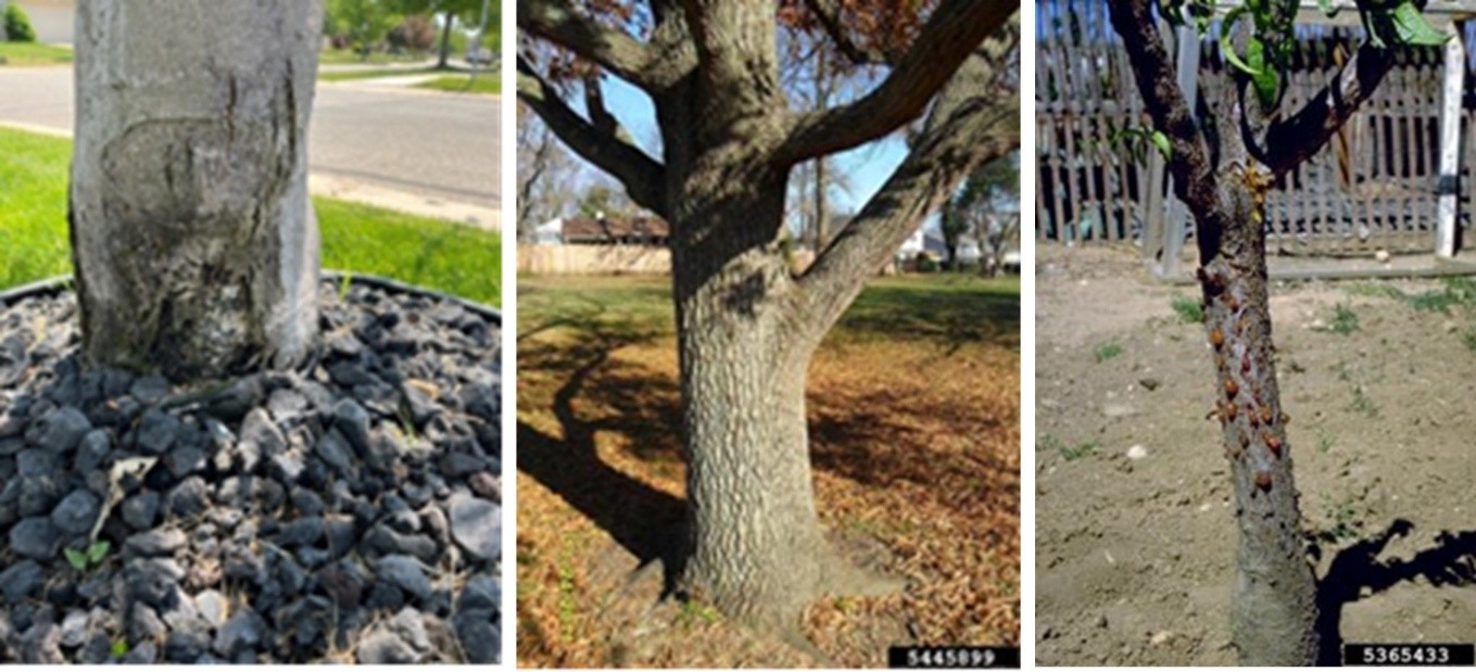 Three photos showing different tree trunks with varying bark conditions.  The first tree has darkened, damaged bark near the base; the second tree has healthy bark on the trunk; the third tree has bark covered with clusters of insects or pests